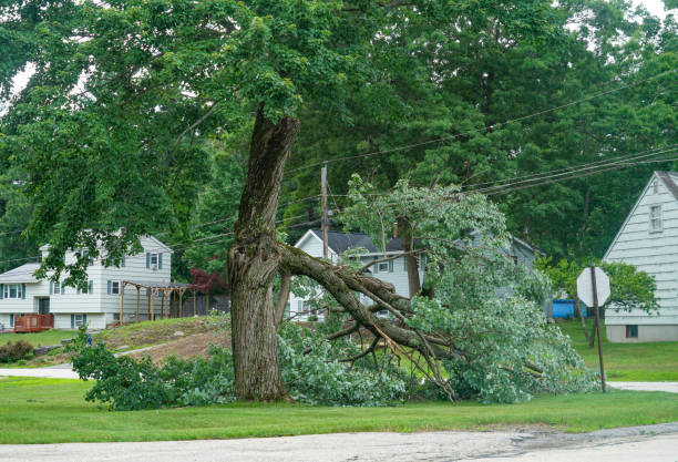 How Our Tree Care Process Works  in  Hudson, FL